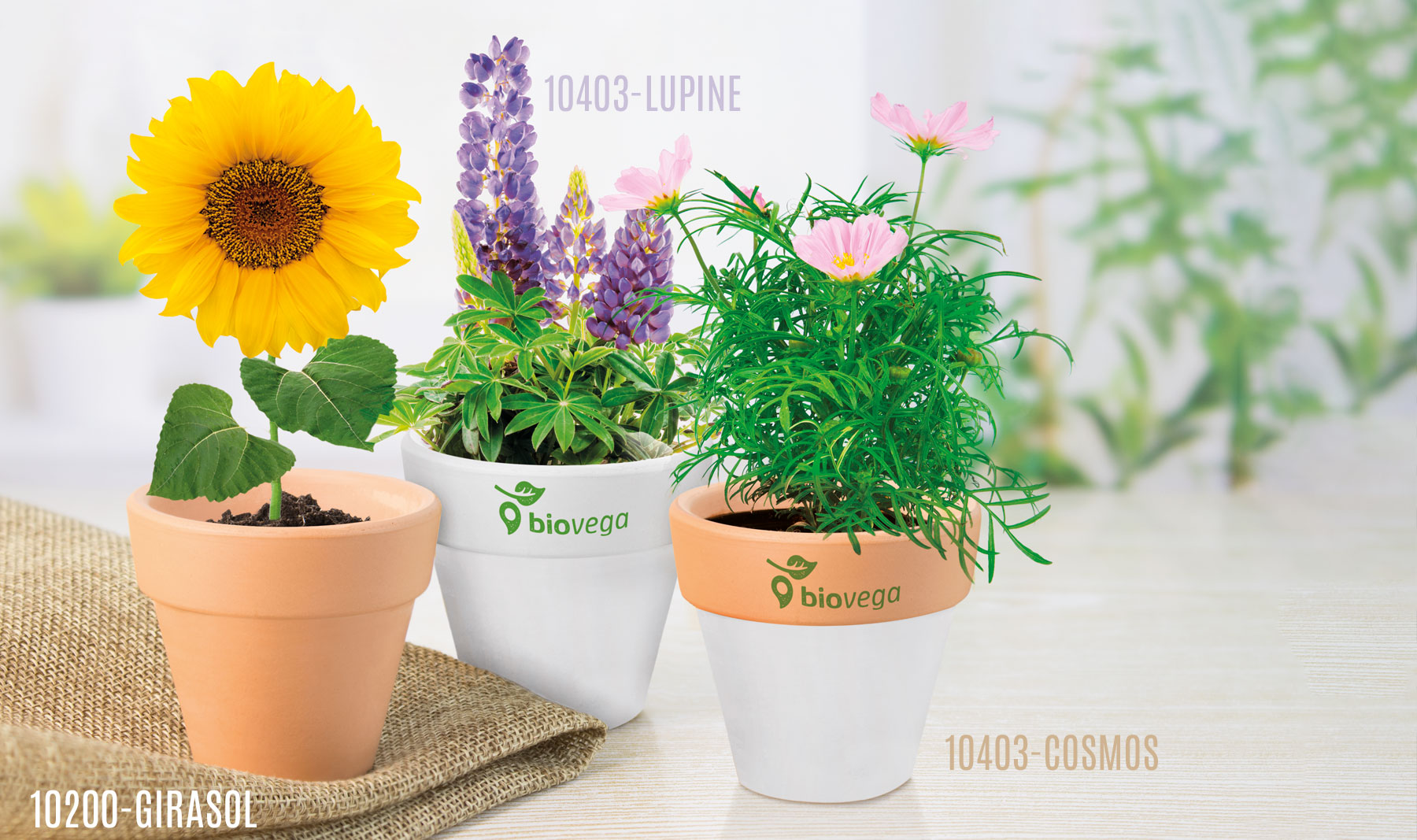 TERRACOTTA POT WITH SEEDS