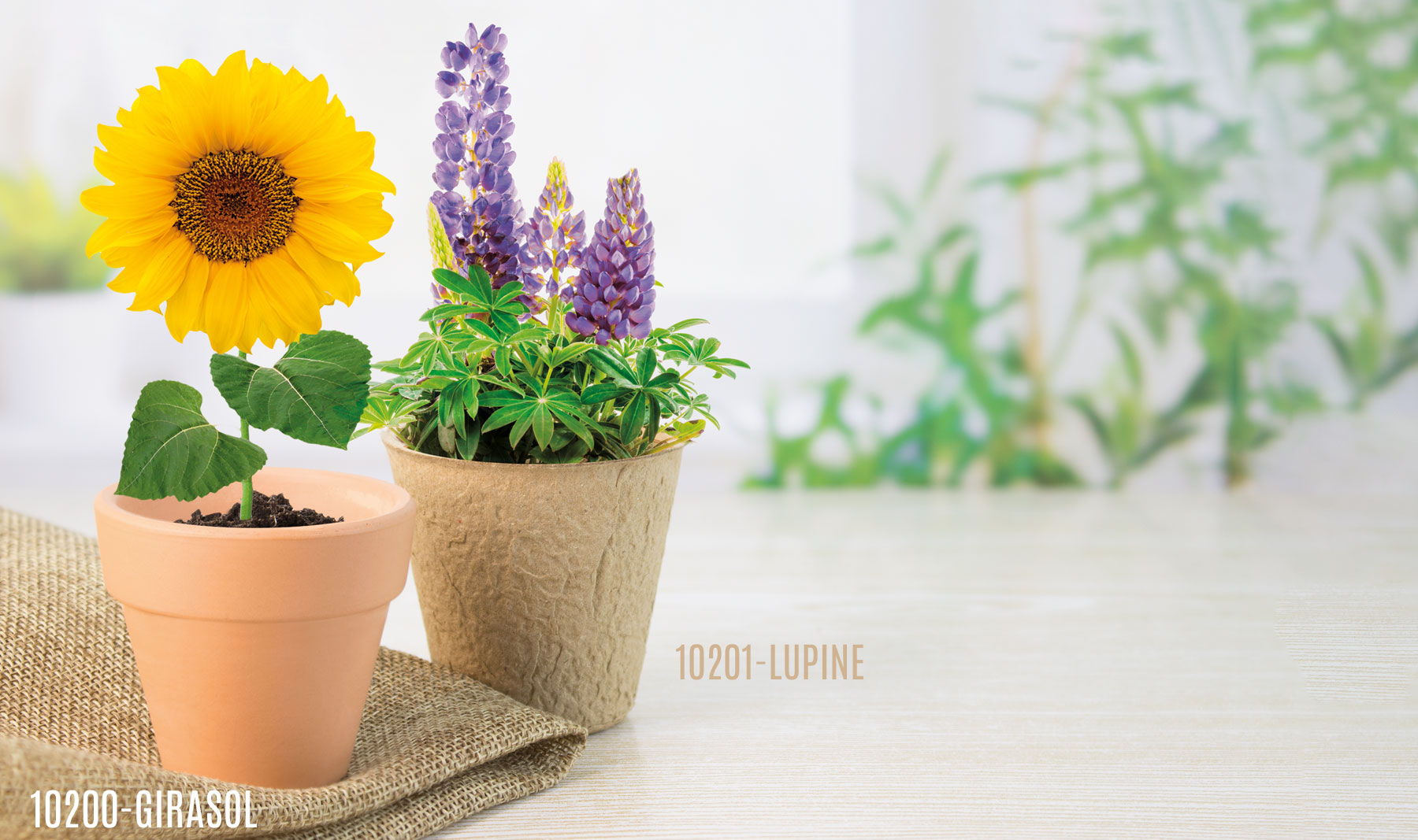 MACETA BIO COSMOS "RAMILLETE"